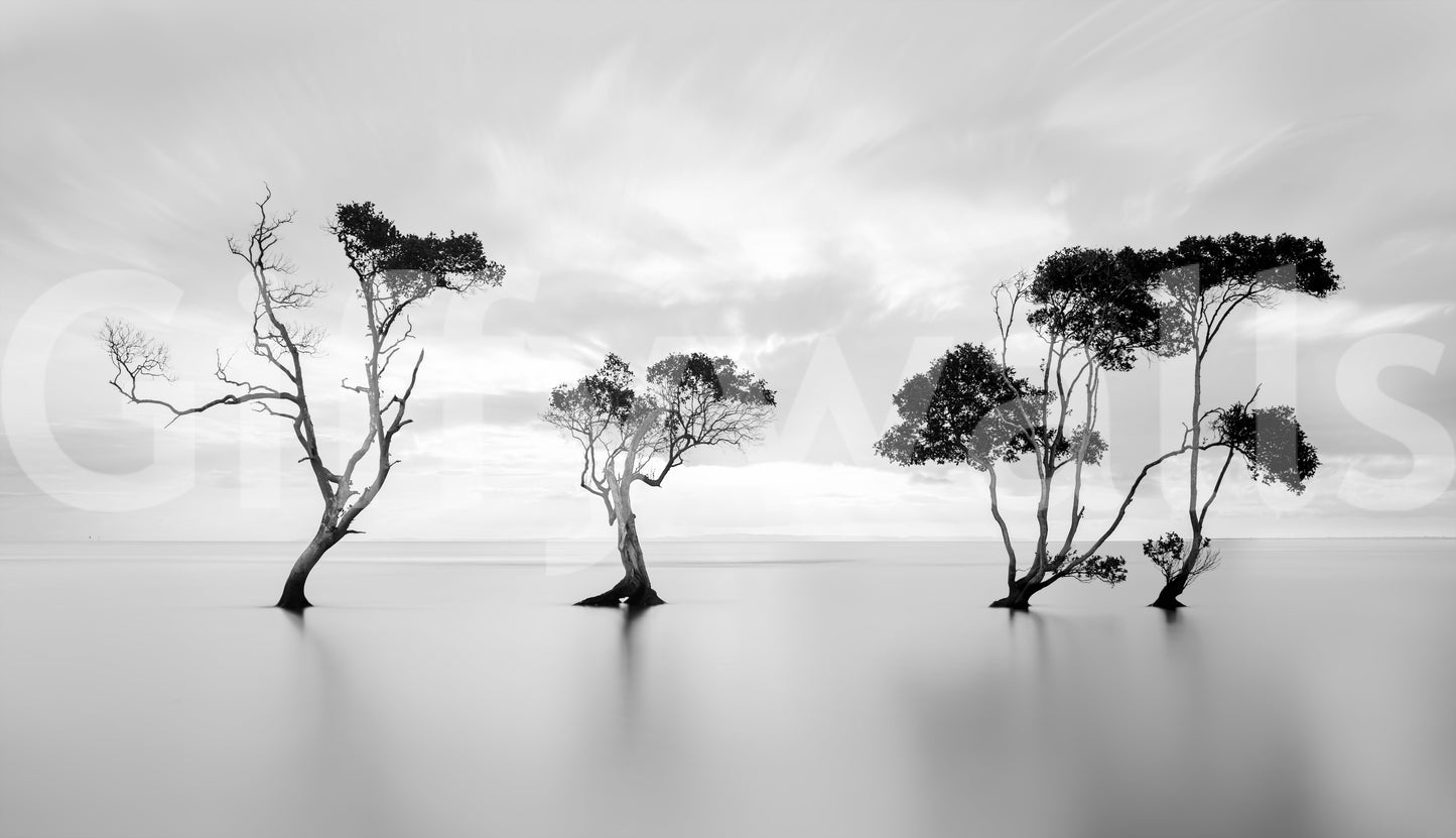 A classic forest wallpaper for walls with a serene theme.