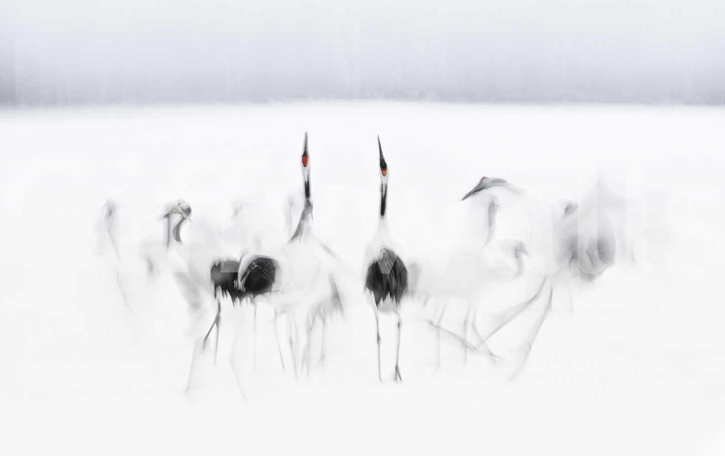 Crane Dance in White Wall Mural -2208006