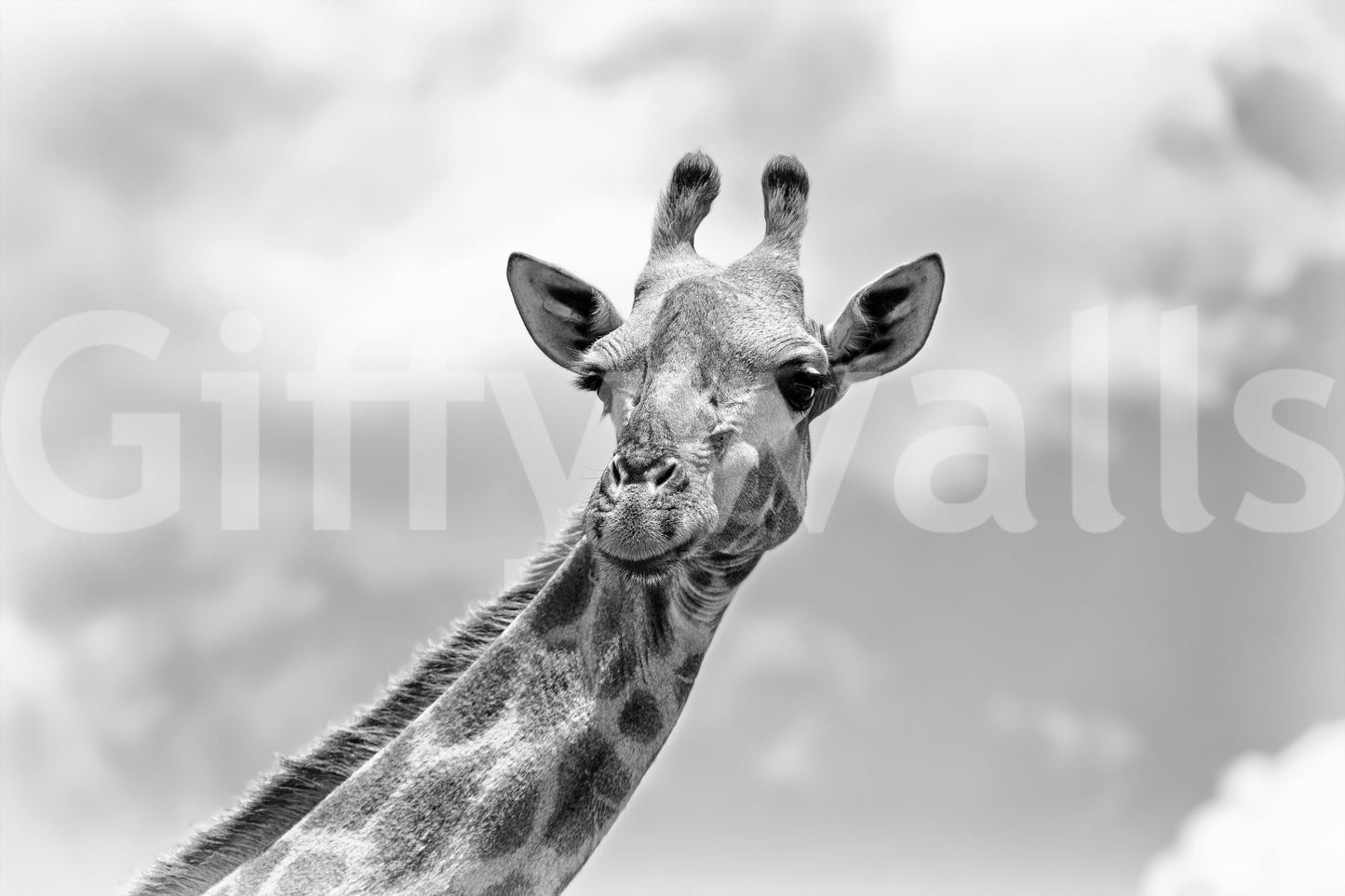 Giraffe in Gray Wall Mural -2322109