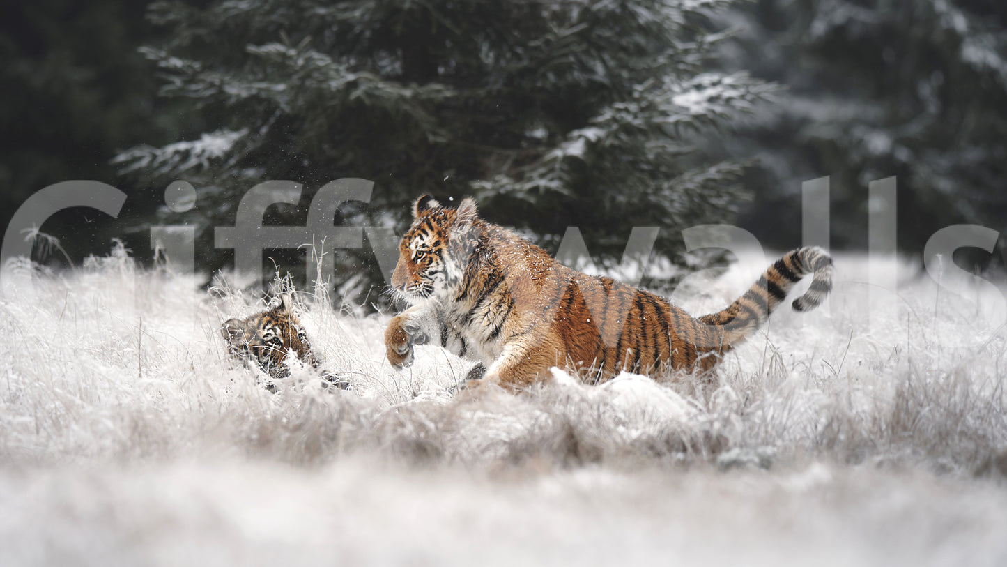 Winter Play: Tiger Cubs Wall Mural -2194650