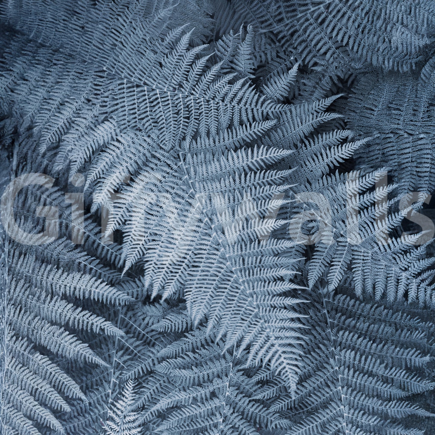 Frosted Fern Delight Wall Mural