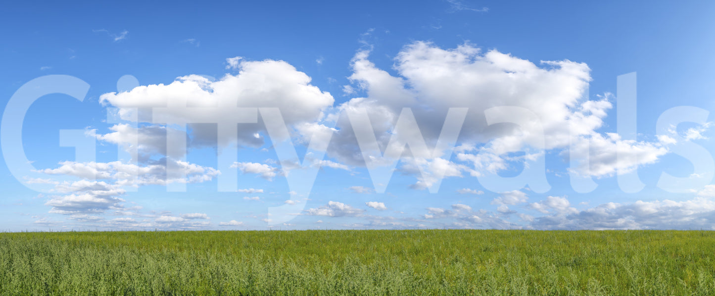 Idyllic Grassland Under Sky scene, wall art concept.