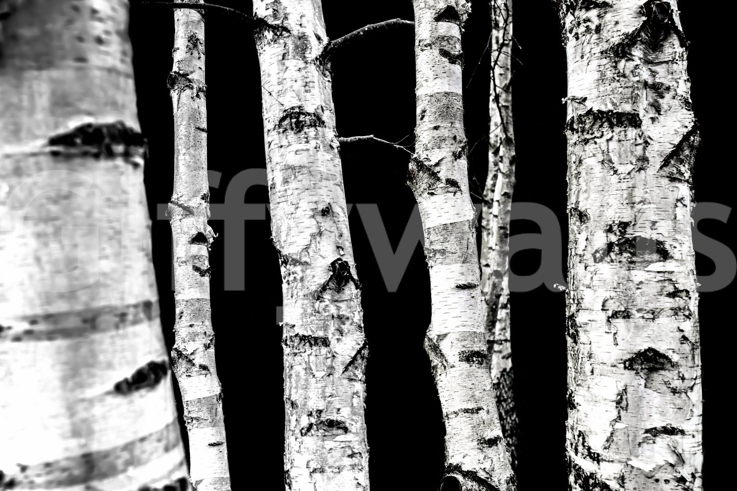 Striking vertical lines wallpaper Monochrome Woods birch design.
