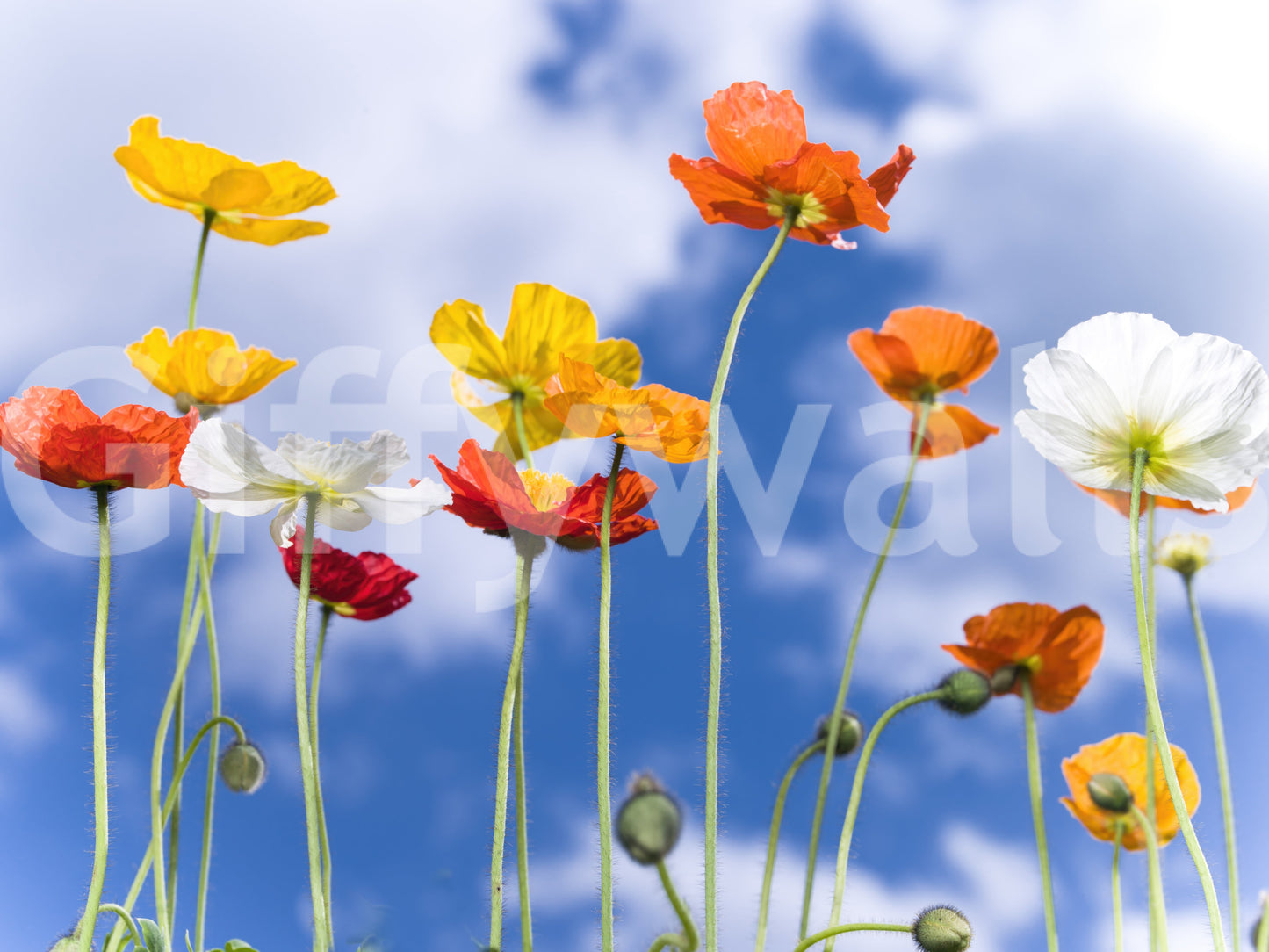 Incredible Blue Sky Bouquet premium mural pattern of happy poppy heads.