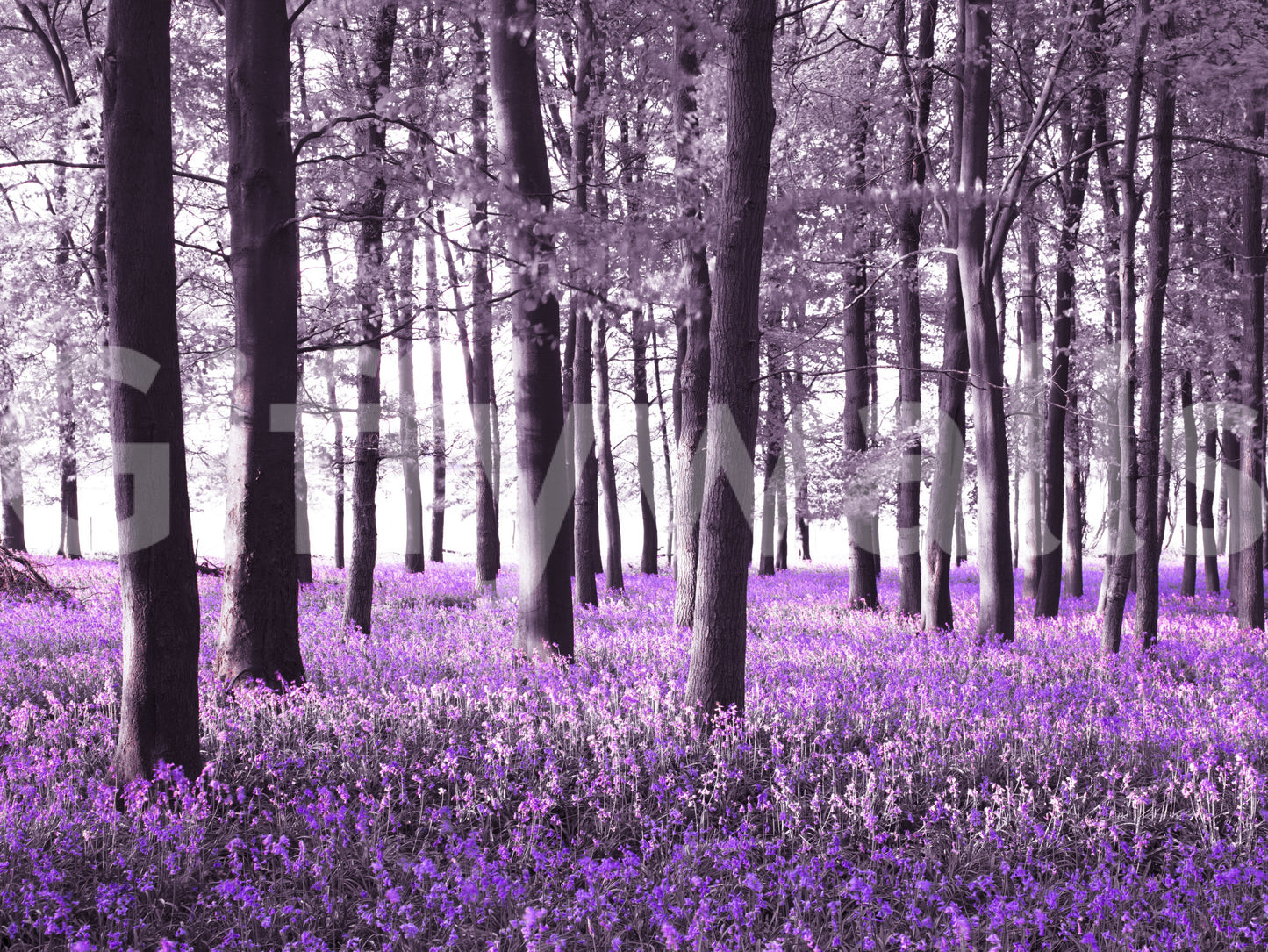 Mysteries of Bluebell Forest Wall Mural