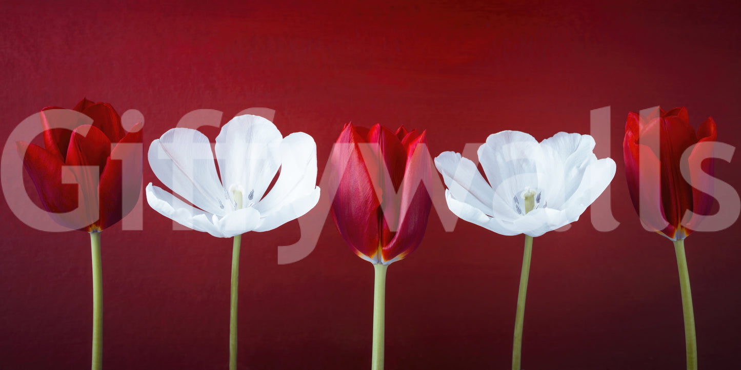 Tulips in a row Wall Mural