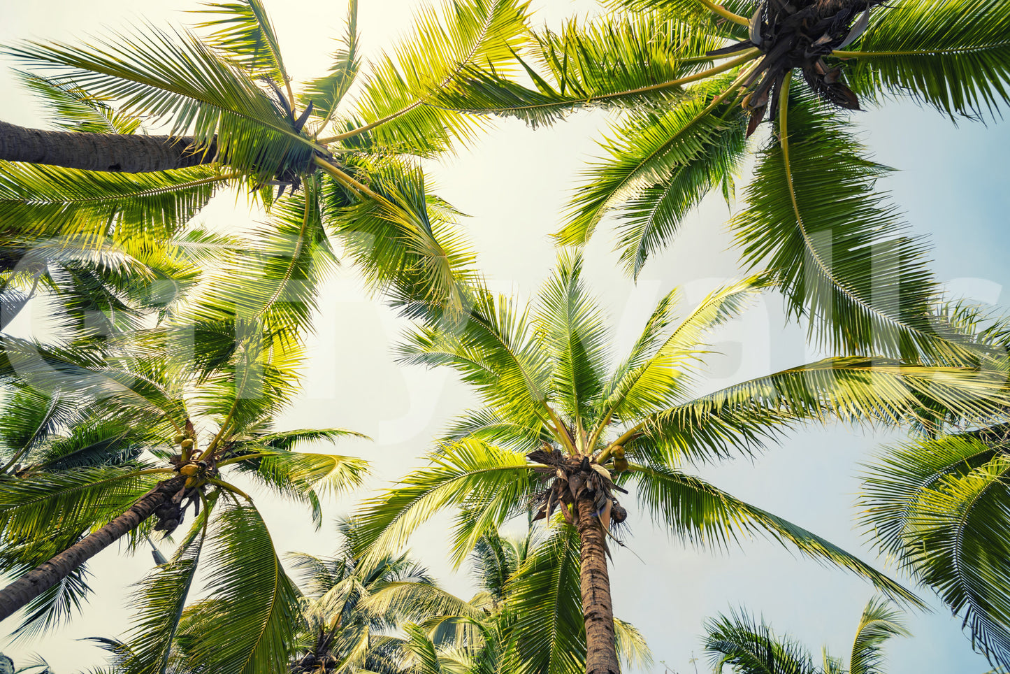 Island Breeze Wall Mural