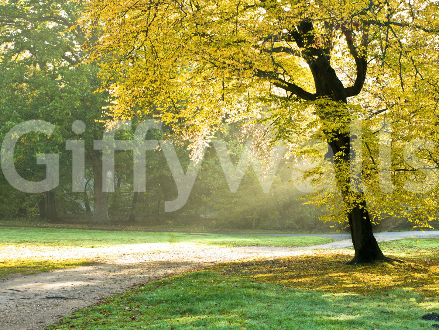 Golden Radiance Wall Mural