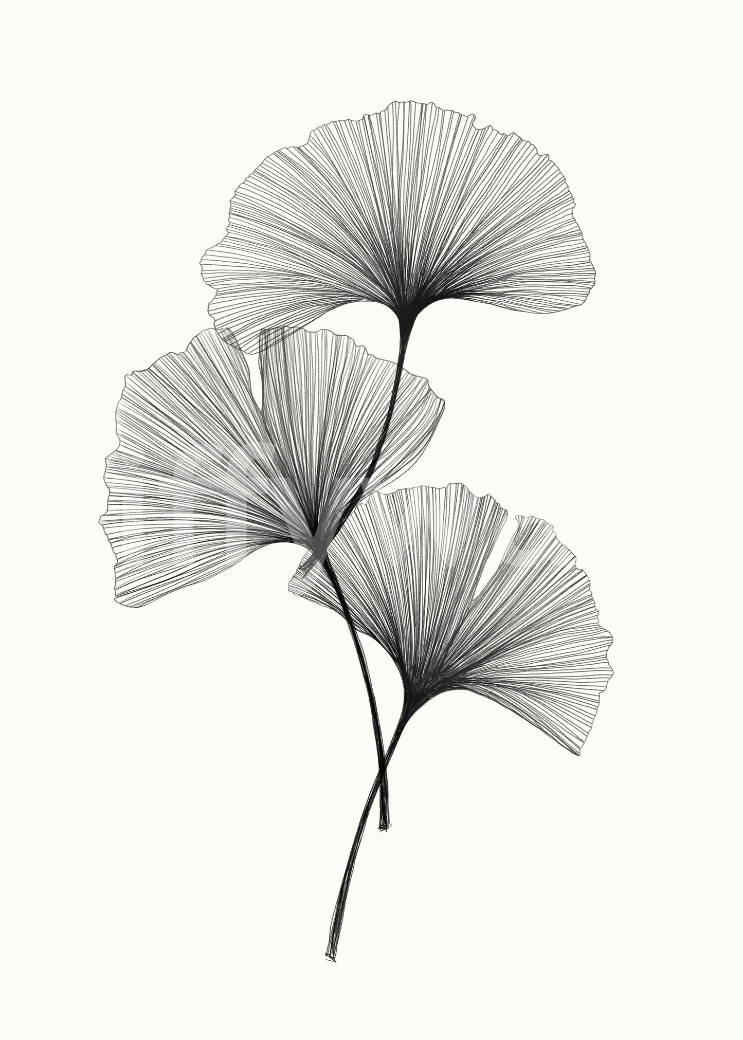 Ginkgo Line Wall Mural