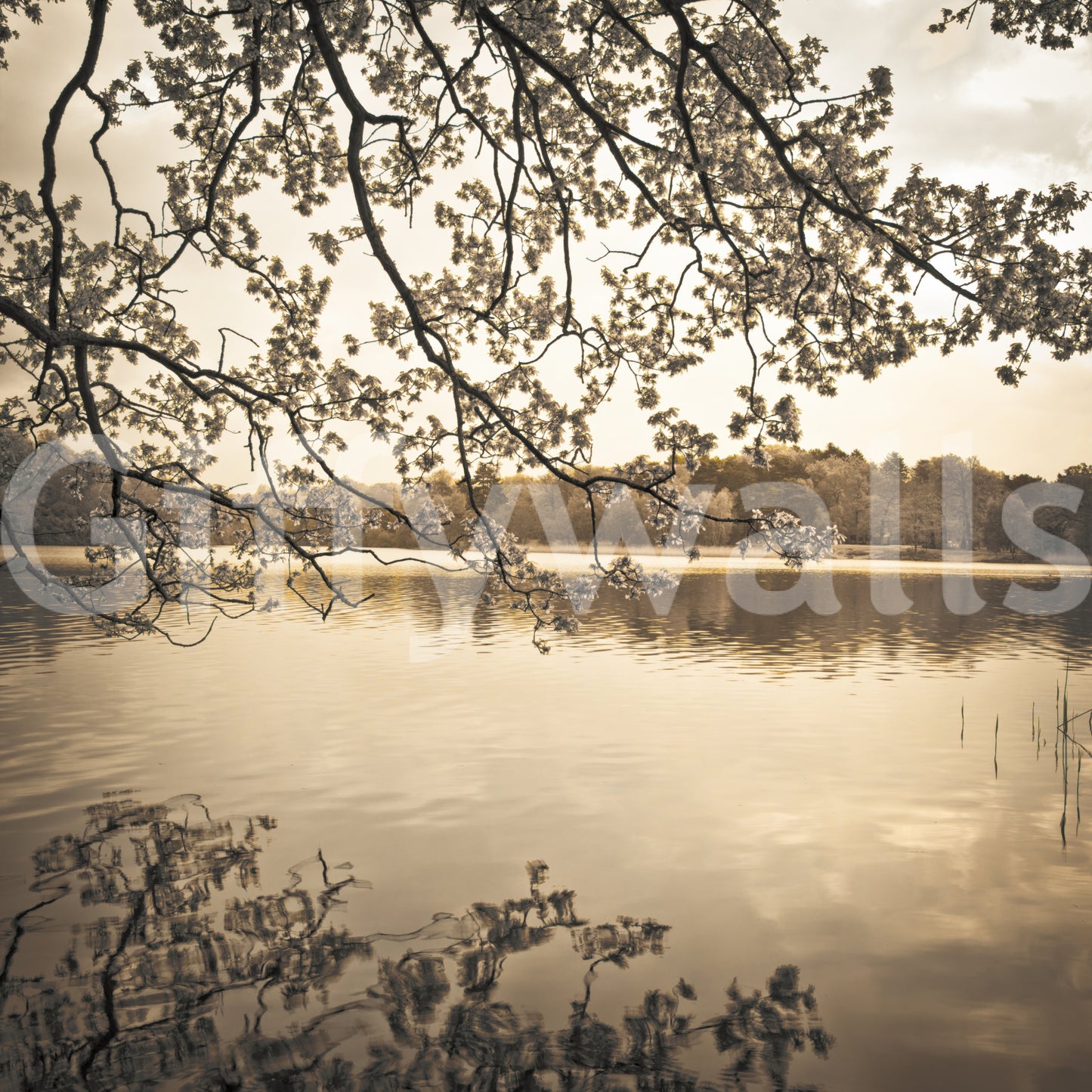 Branches above Lake Wall Mural