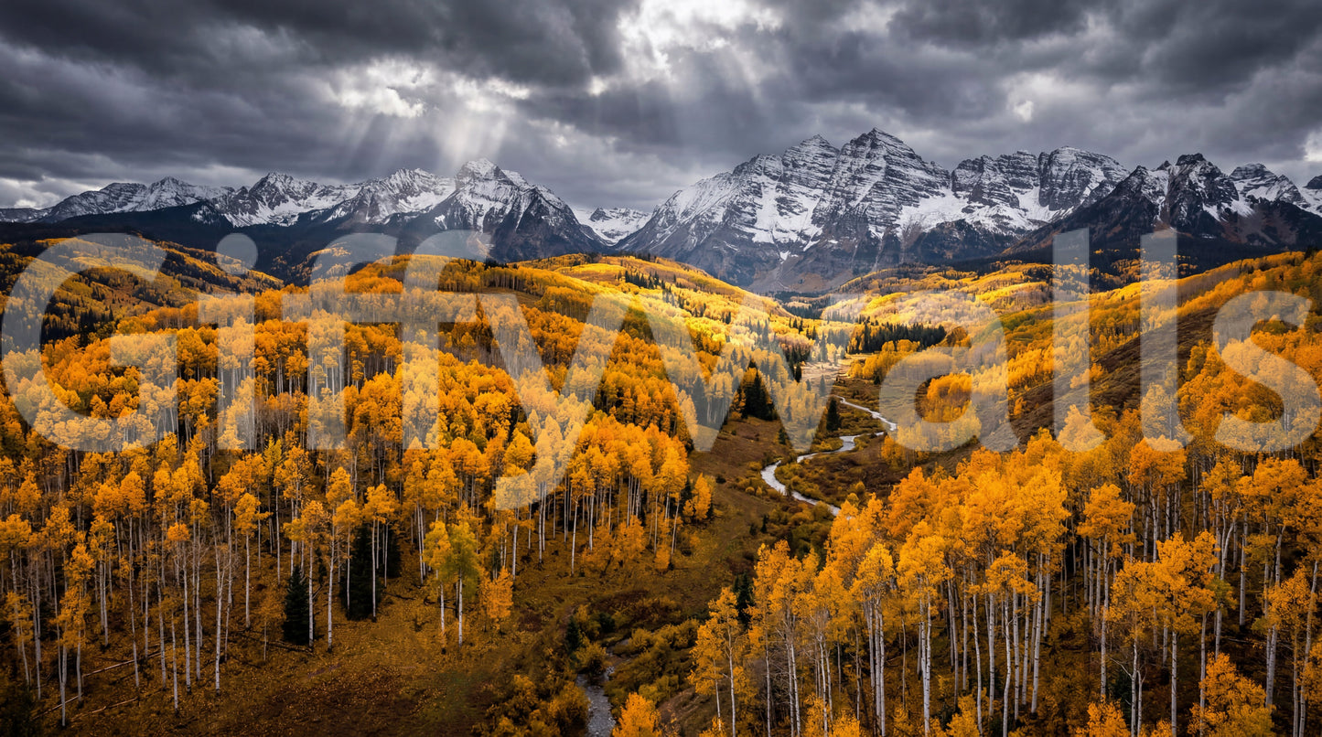 Sunlit Aspen Valley Wall Mural