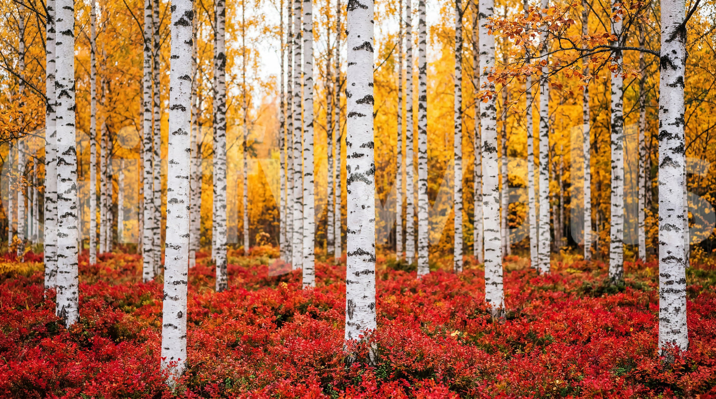 Golden Canopy, Red Carpet Wall Mural