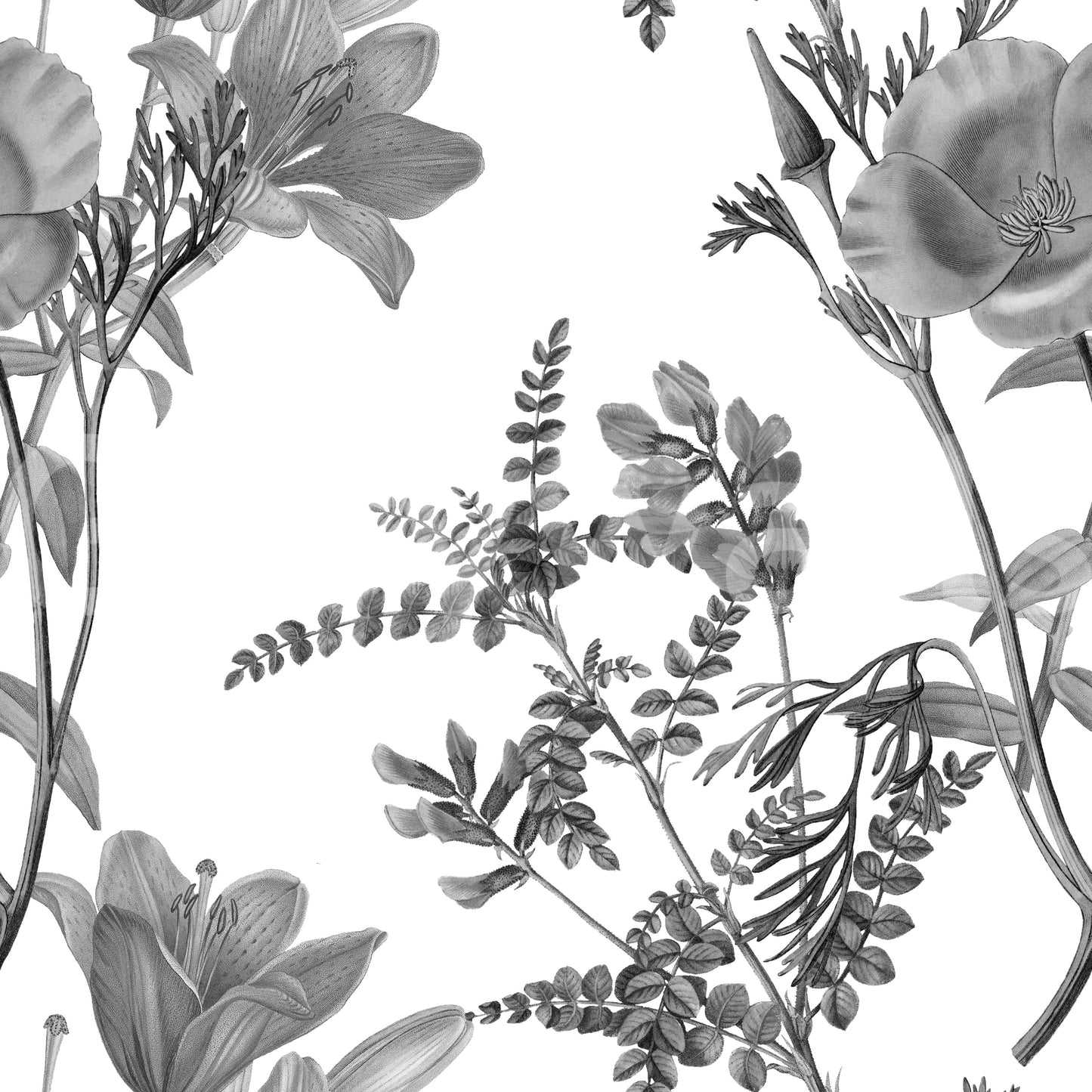 Grabado botánico monocromático Wallpaper