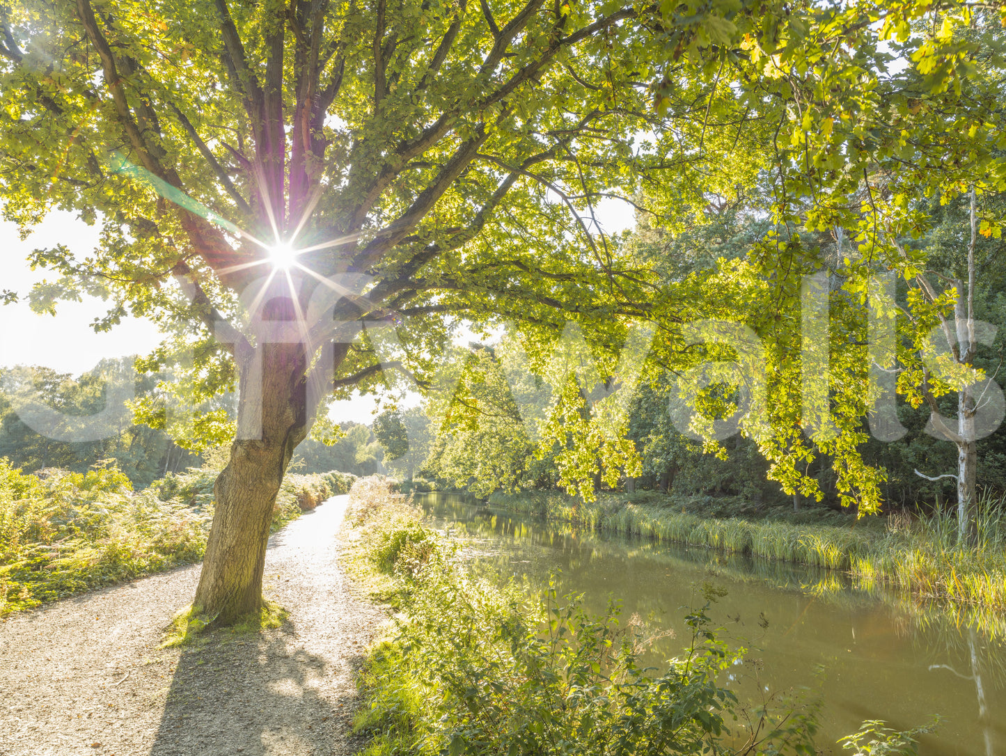 Gravel towpath stretches into the distance through this Woodland Canal wall mural.