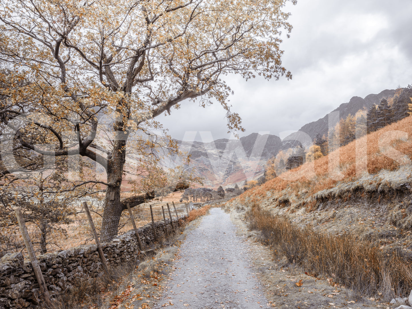 Golden Valley Trail Wall Mural