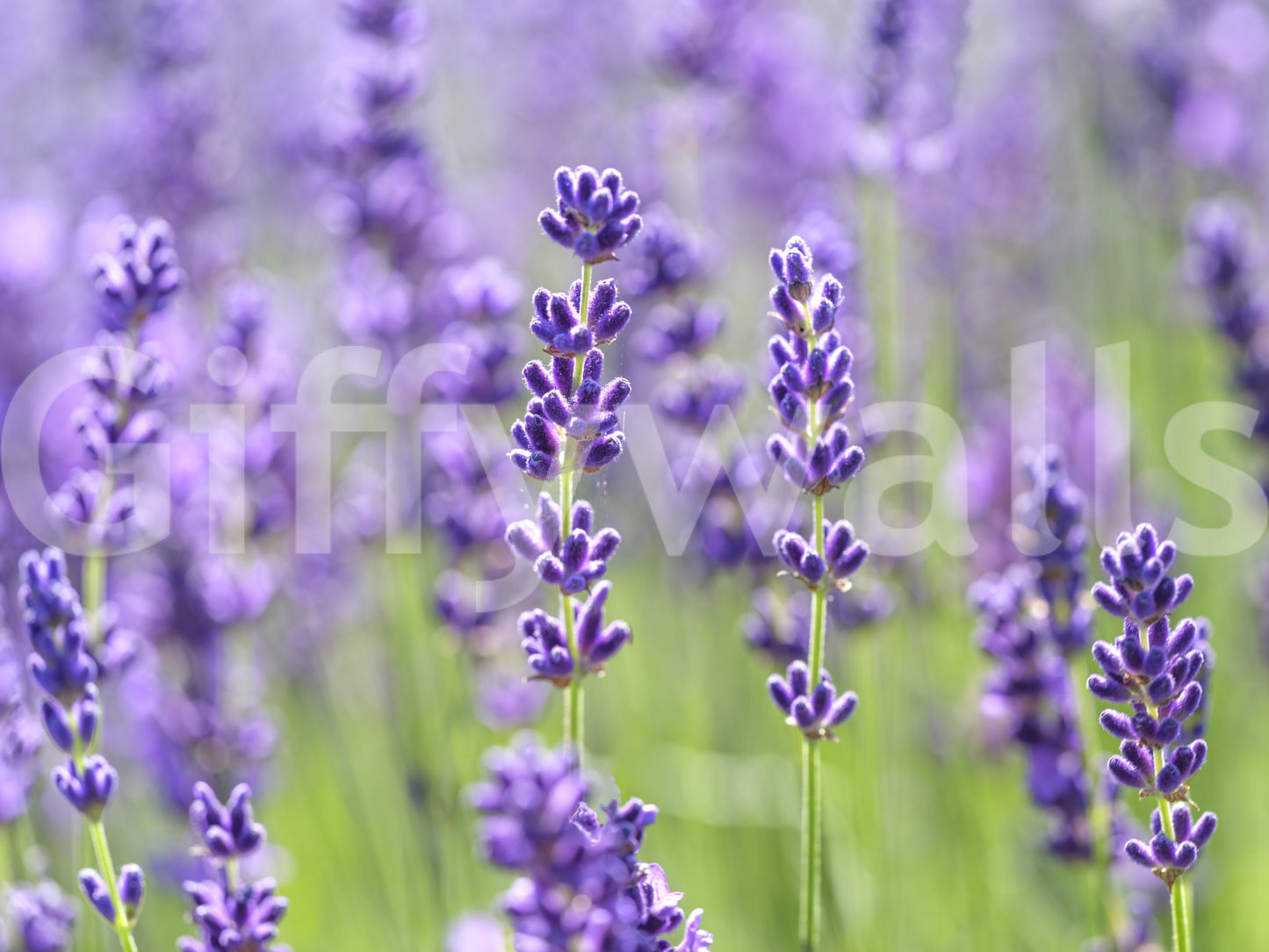 Serene Lavender Blooms Wall Mural