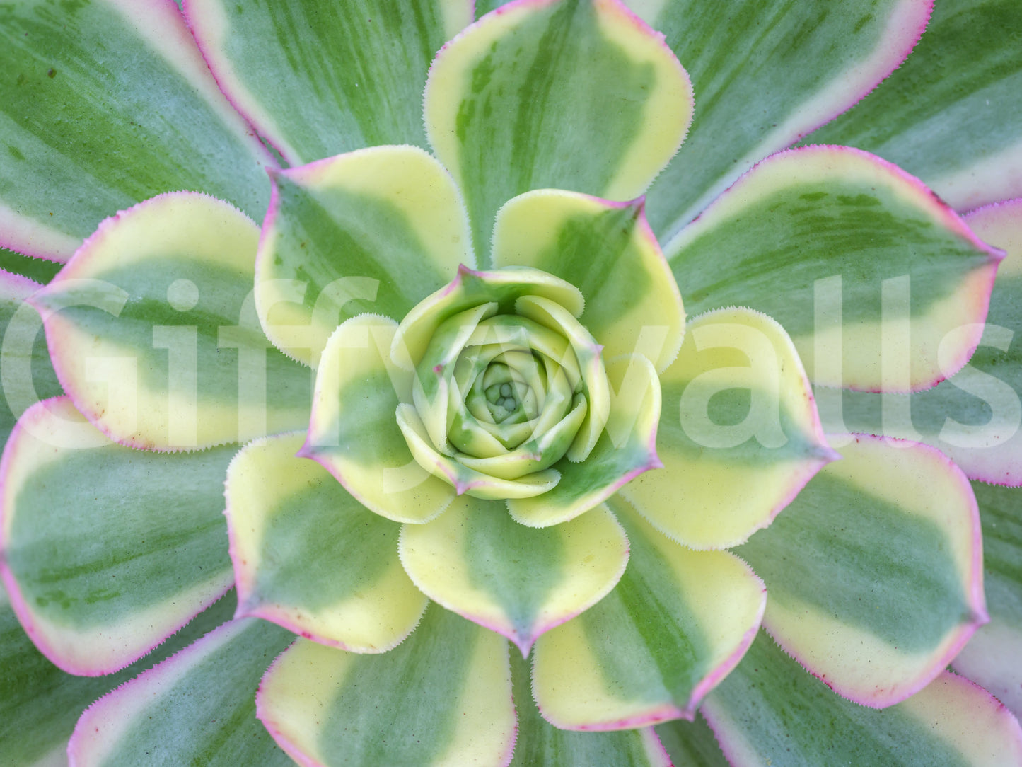 Succulent Serenity Wall Mural