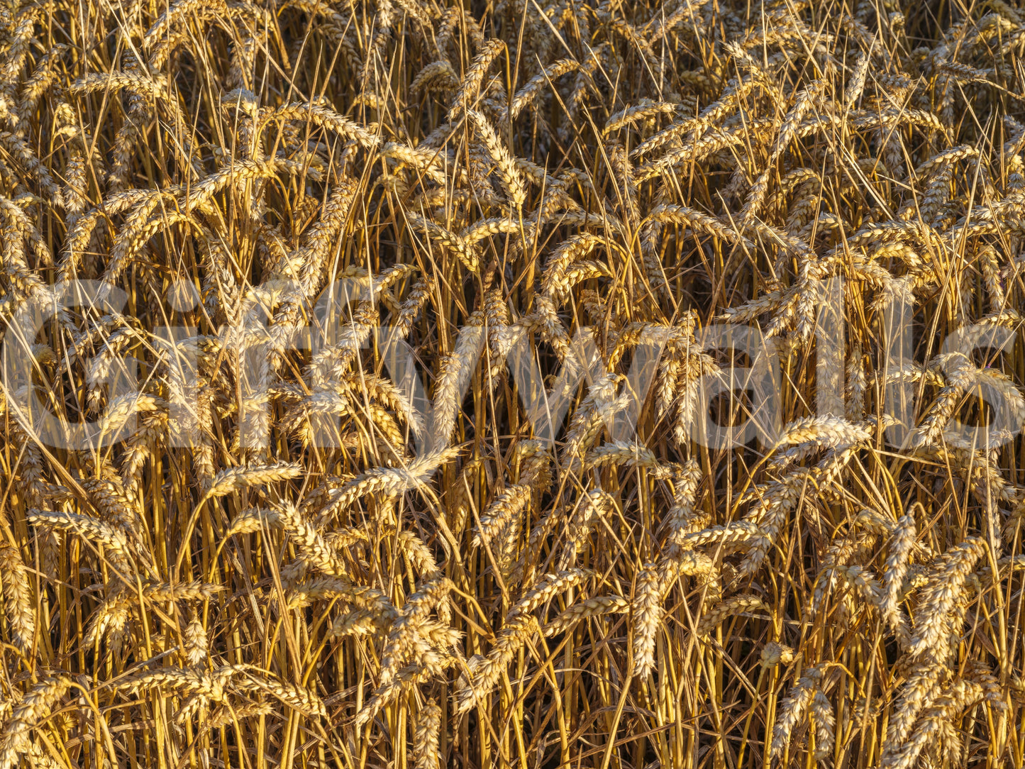 Open countryside wall mural featuring golden crop textures