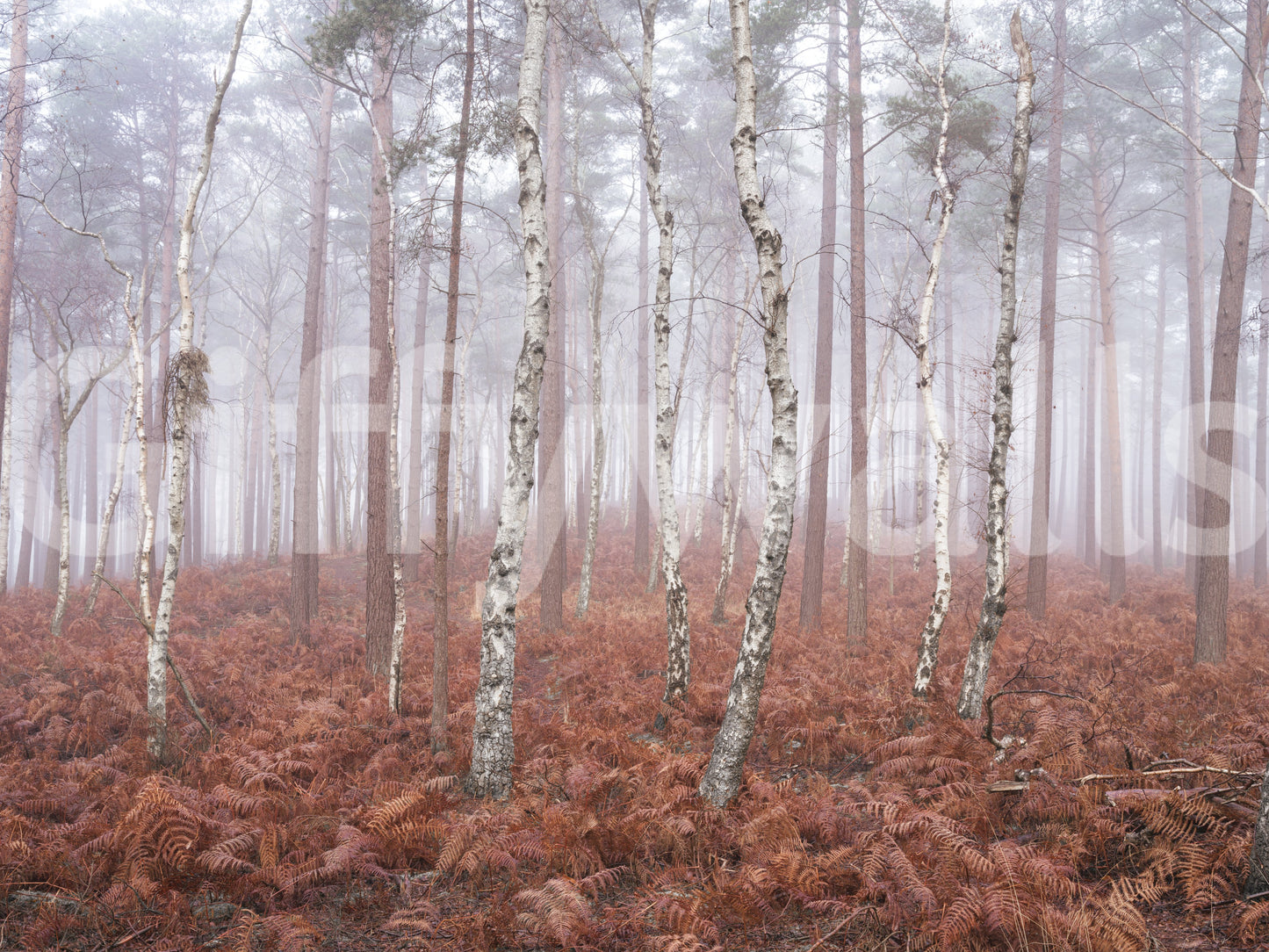 Misty Woodland Awakening Wall Mural