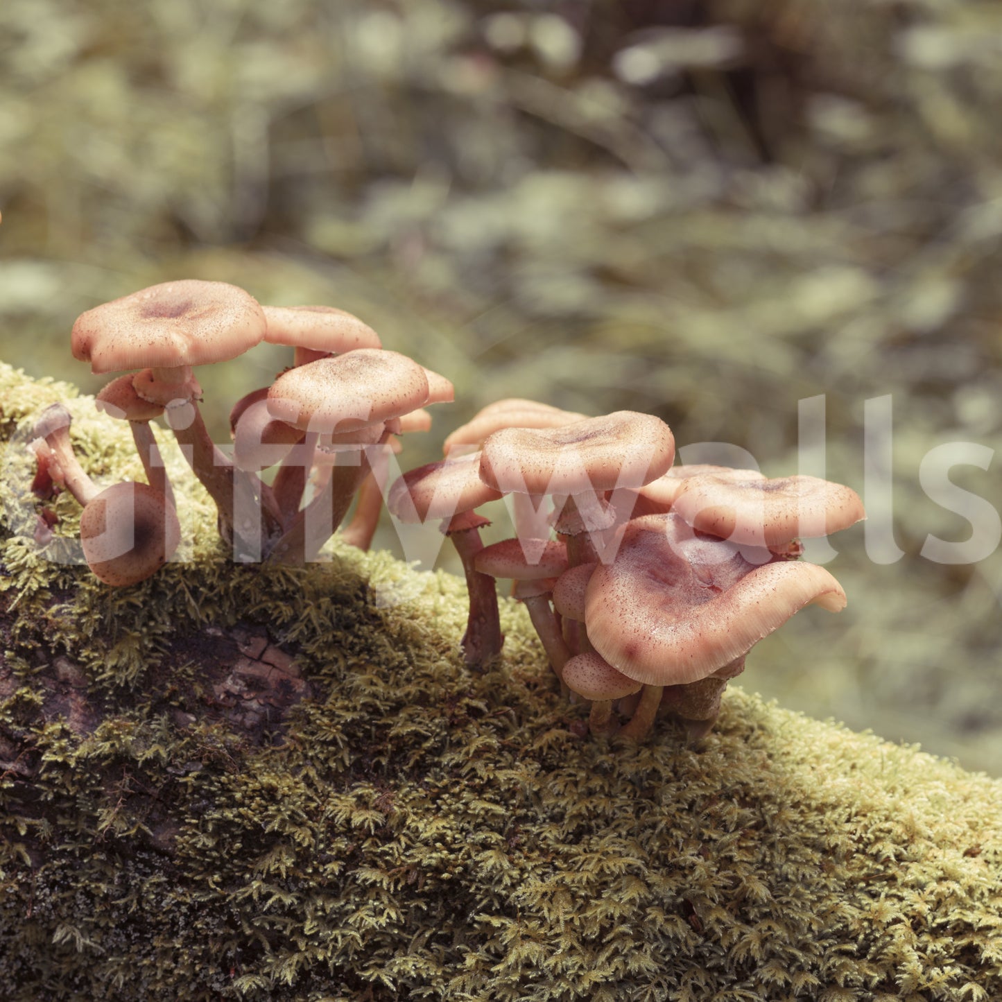 Woodland Fungi Soft Focus Botanical Wall Mural