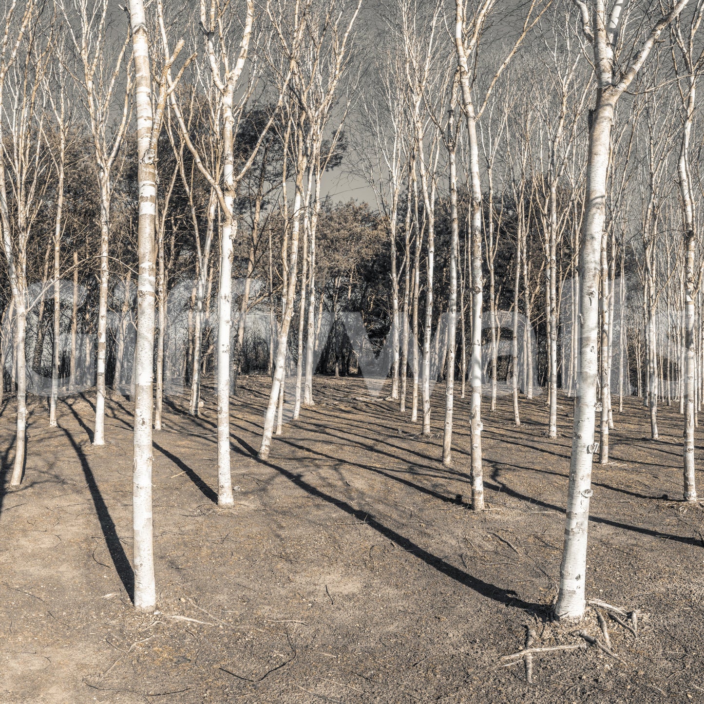 Winter Woodland Shadow Path Wall Mural