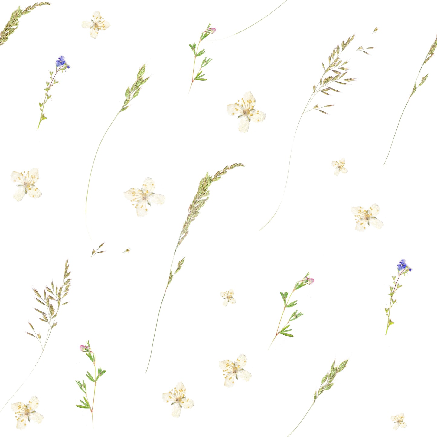 Pressed Meadow Wildflowers Wallpaper
