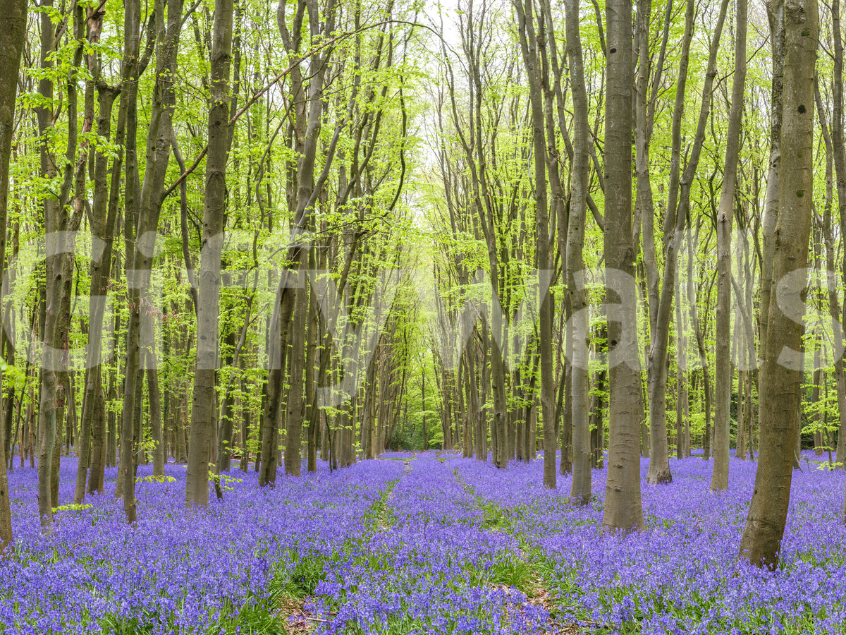 Springtime Woodland Floral Path Wall Mural