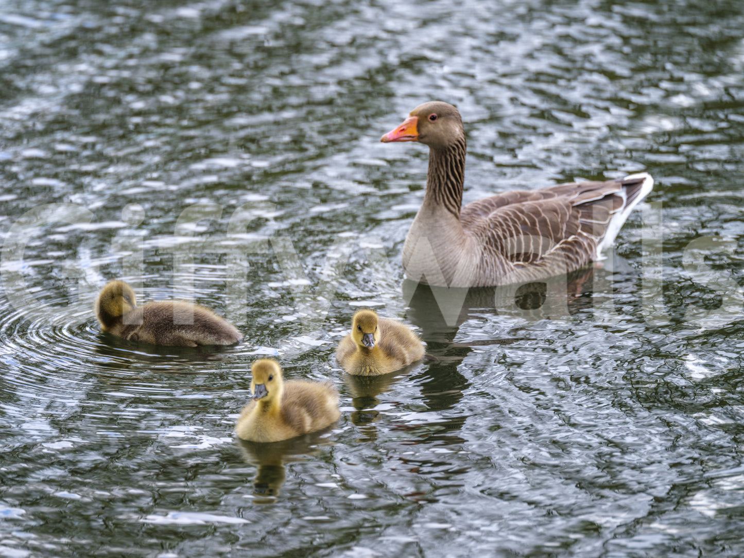 Downy chicks and a greylag goose feature on the Serene Waterfowl wall mural GD12838