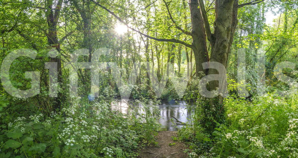 Sun-Dappled Wilderness Woodland View Wall Mural