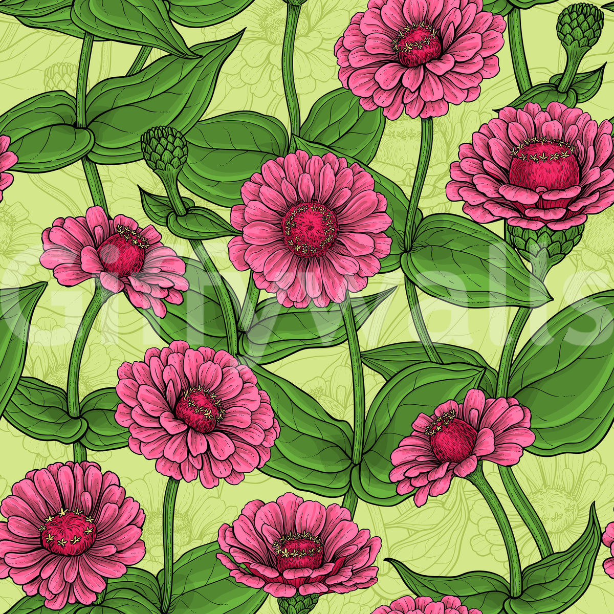 Garden Zinnia Botanical Illustration Wallpaper