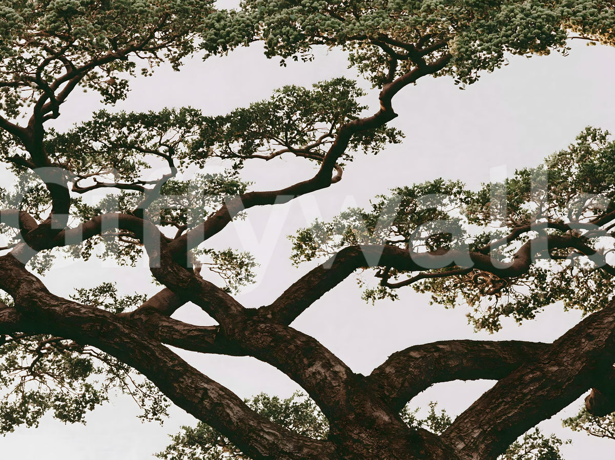 Ancient Canopy Silhouette Wall Mural
