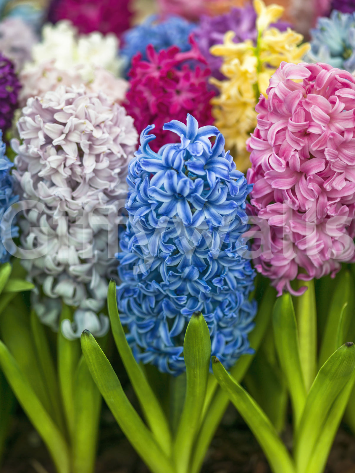 Hyacinth Petal Abstraction Wall Mural
