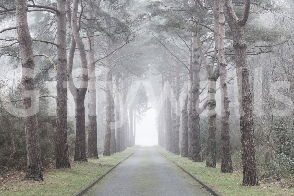 Enchanted Foggy Pine Corridor Wall Mural