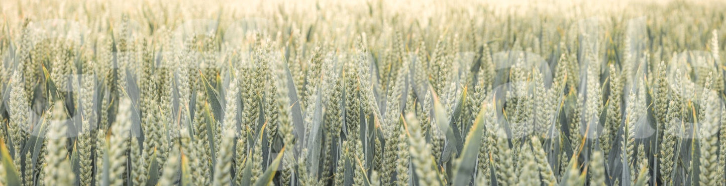 A calming wallpaper with delicate wheat stems creating an airy, natural look.