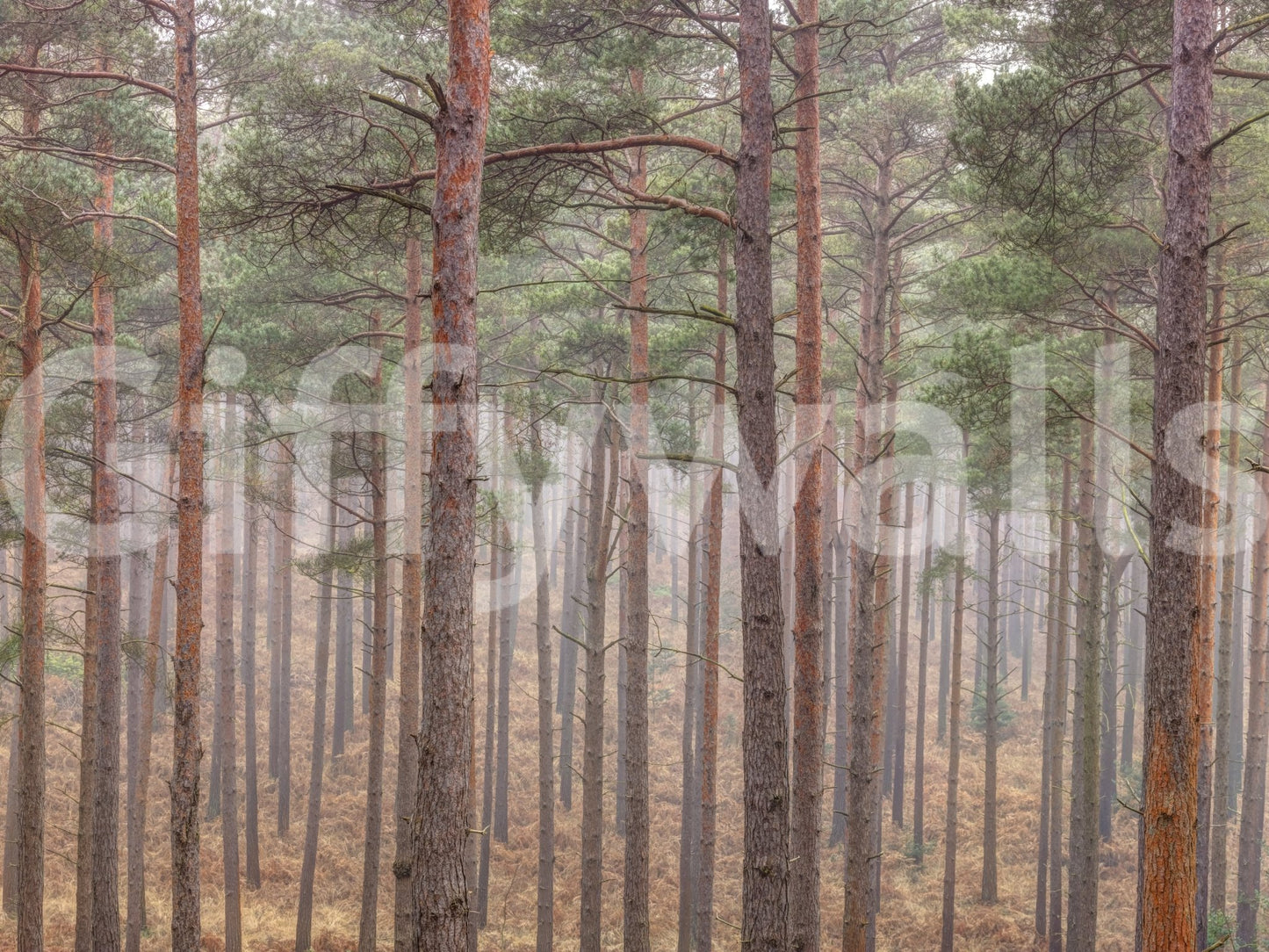 The wallpaper is applied seamlessly, making the view feel realistic.