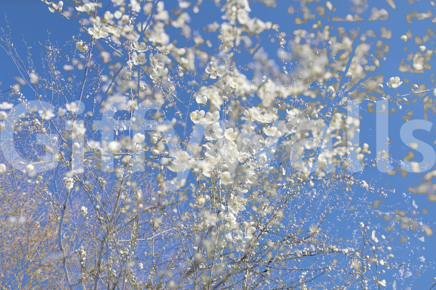 White Blossoms Against a Clear Blue Sky spring photography wall mural close-up showing white blossoms and branches on blue sky