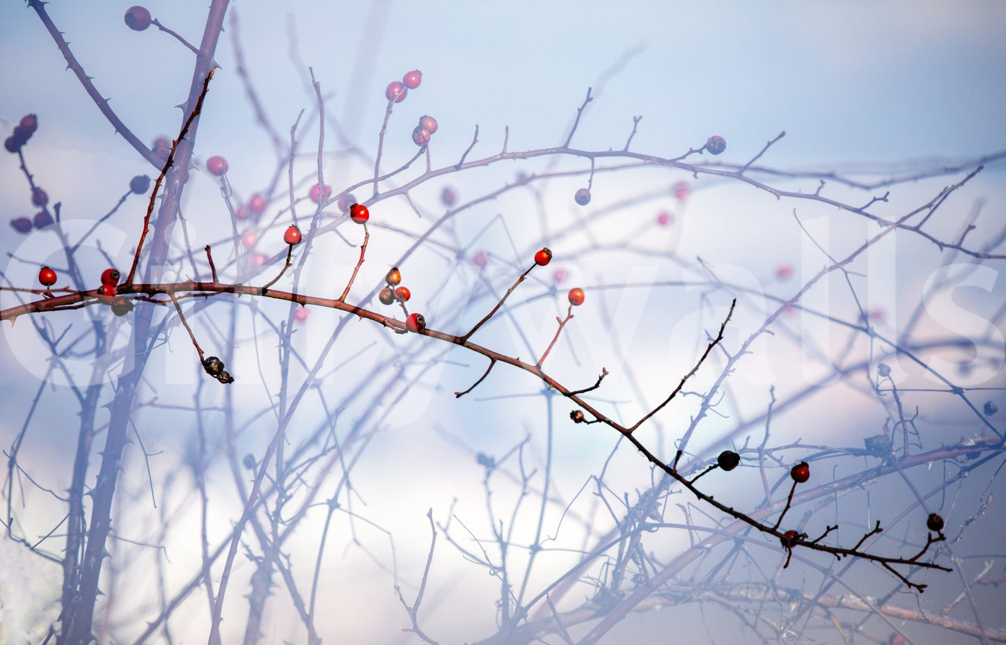 Seasonal wall mural with red berries