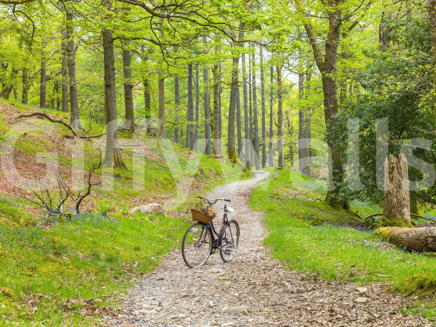 Woodland mural wallpaper perfect for home offices or study rooms