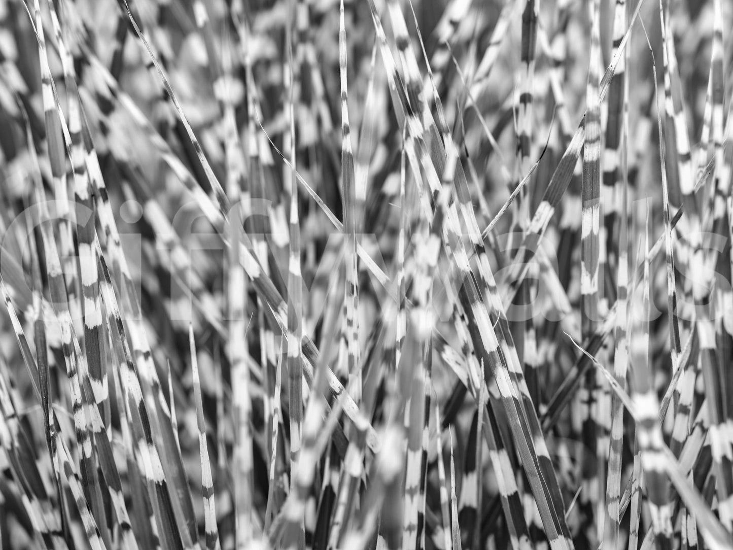 A high-quality minimalist wall mural for walls.