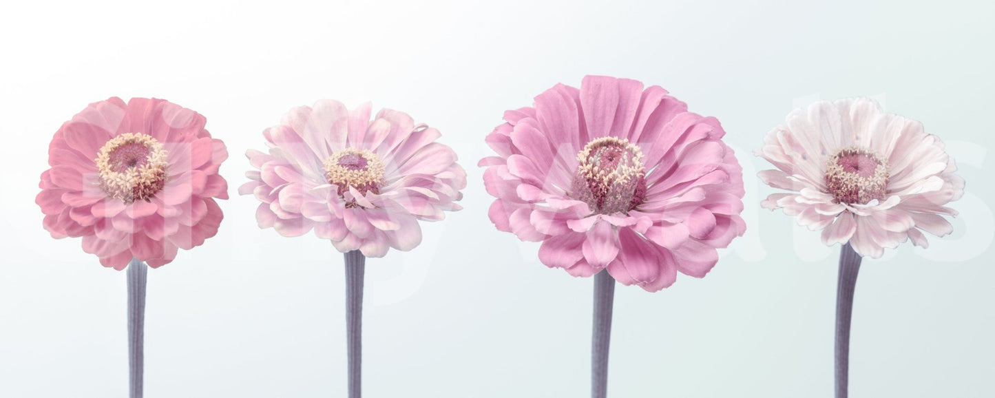 Zinnia Dream Wall Mural