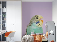 Lively budgie artwork mural for living room walls

