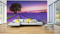 Peaceful lavender field mural capturing golden sunset light.


