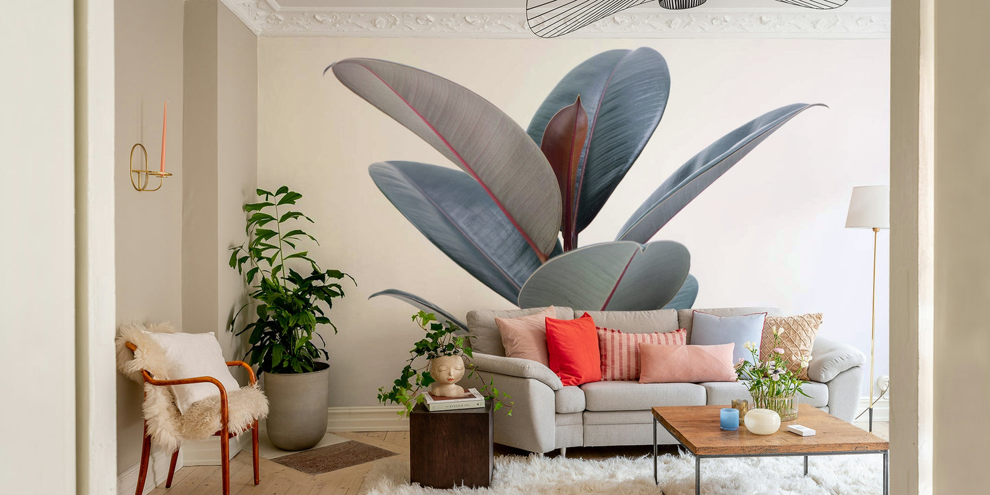Botanical wall mural featuring ficus elastica plant


