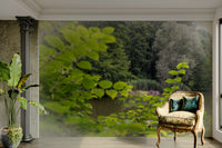 A harmonious and soothing outdoor setting
