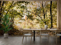 A winding path leads through a stand of tall trees.

