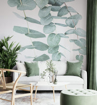 Distinctive silver-green leaves.

