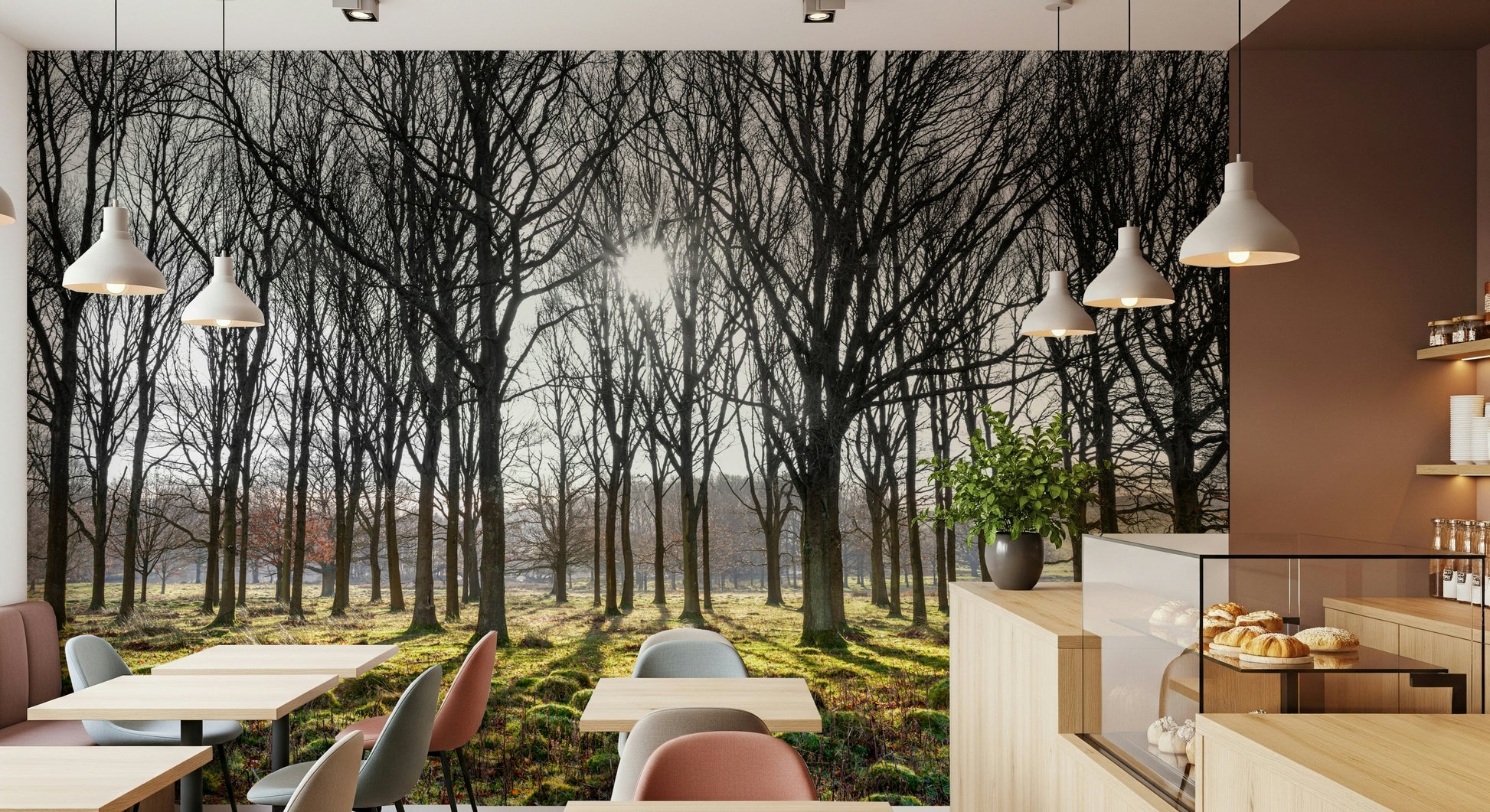 Wallpaper with a natural woodland landscape and long tree shadows stretching across lush moss.