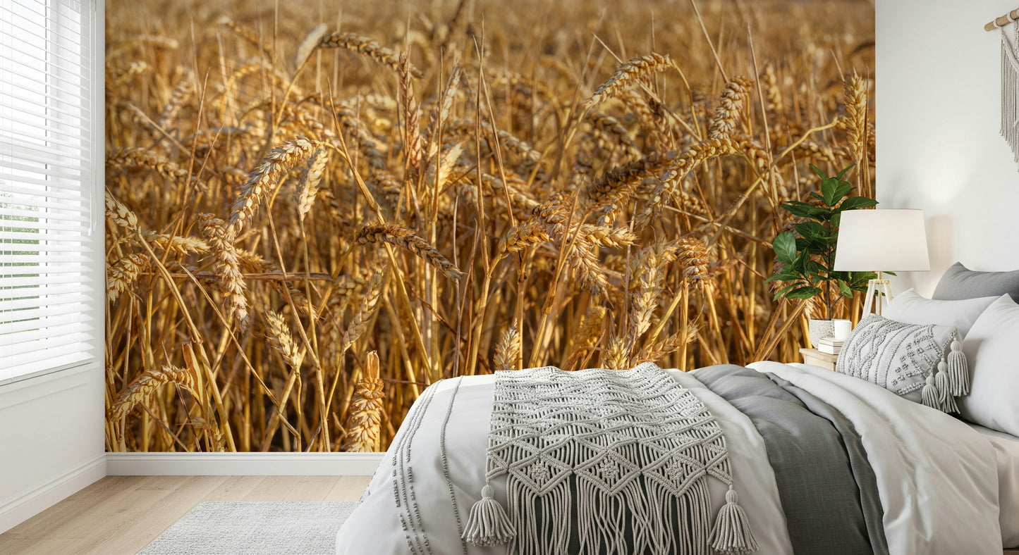 Harvest glow, Golden Wheat Field Bliss wallcovering nature scene.