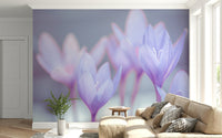 Spring flowers, gentle color graduation, sophisticated Crocus wallpaper product.