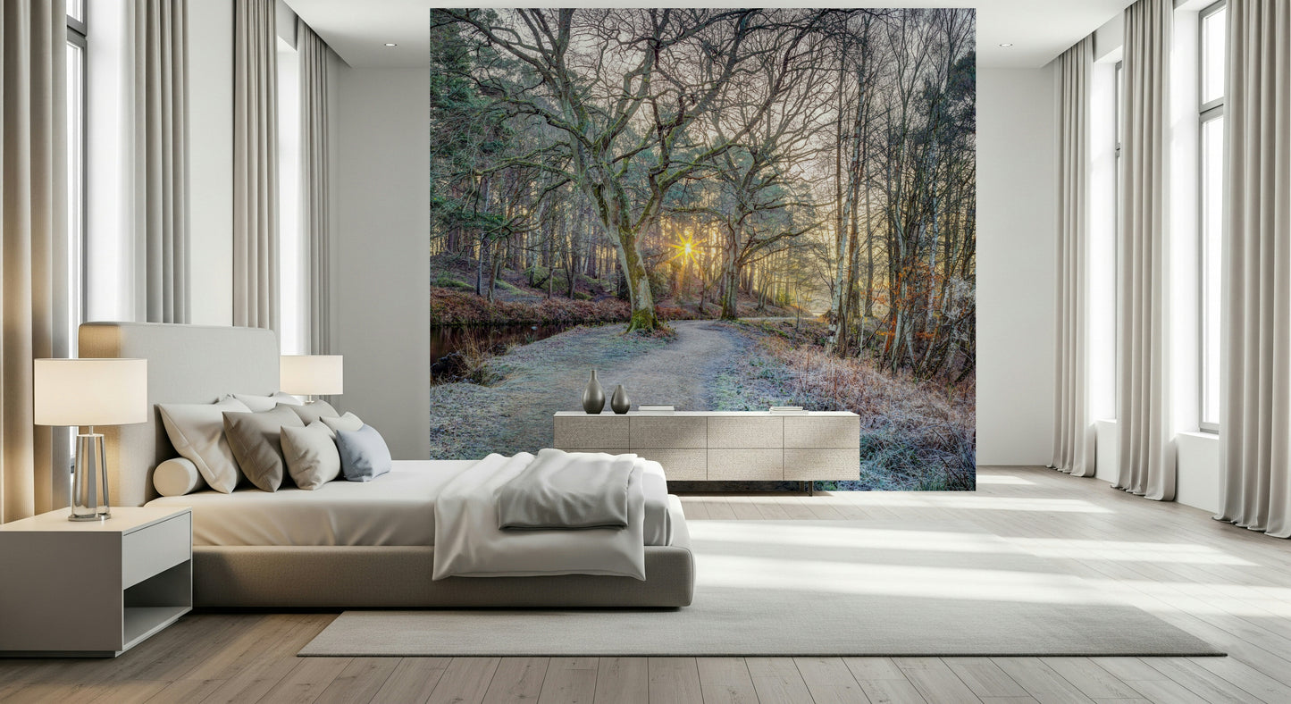 Misty Woodland Glare Wall Mural